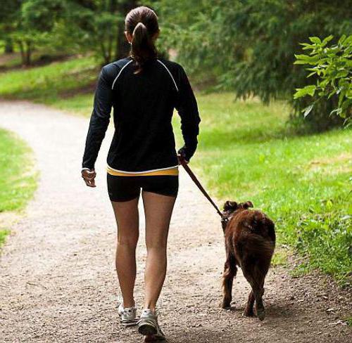 rules for keeping and walking dogs