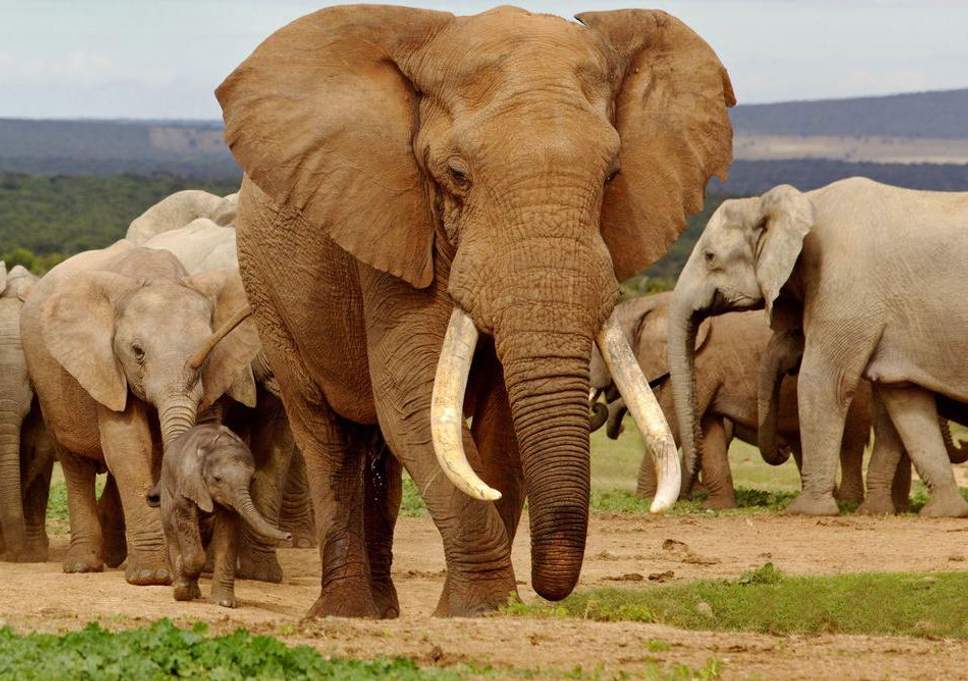 civil liability for environmental damage 1 =