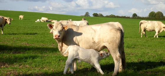 main agricultural products