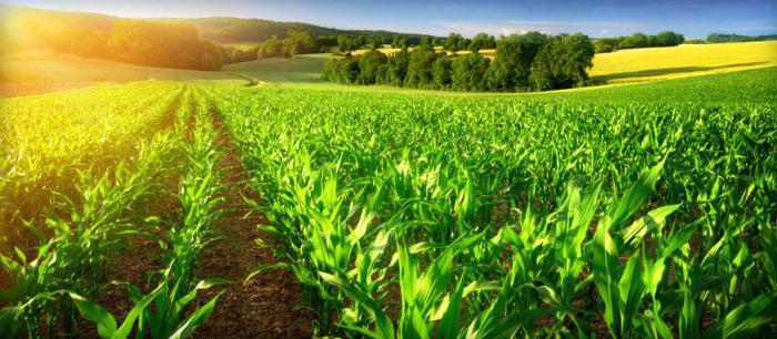 type of activity (agriculture)