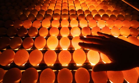 poultry farm equipment