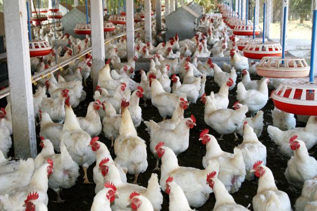 poultry farm