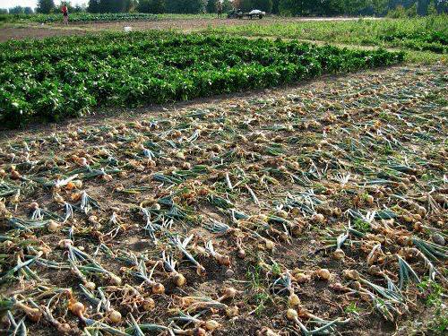 table of differences, which is better than peasant farm or IP