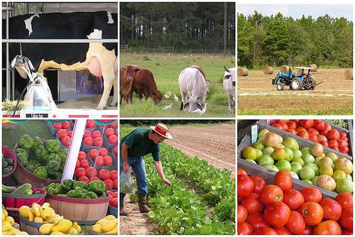 Peasant farm taxation