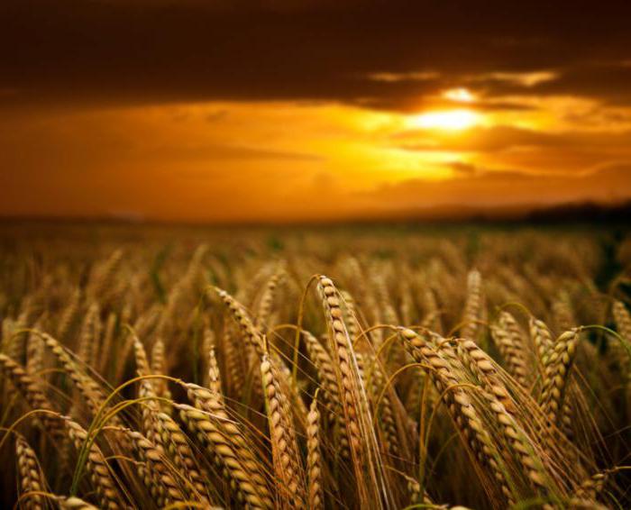 agricultural insurance