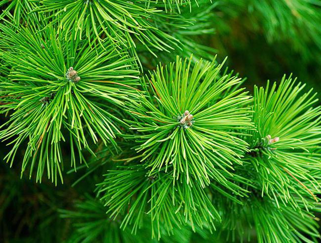 technology for the production of fir oil at home