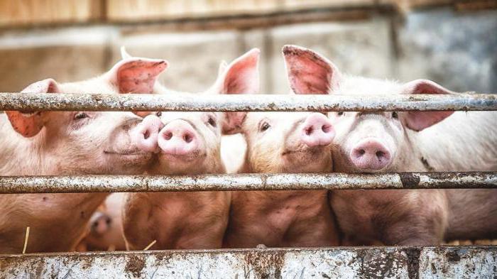 pig farms and complexes