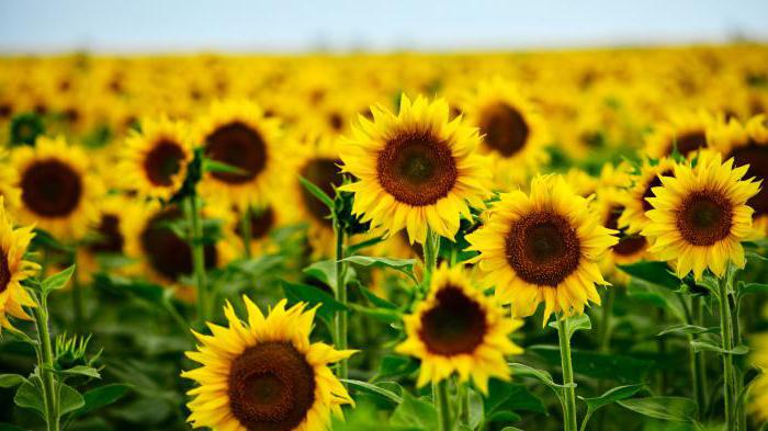 natural resource rent in Russia