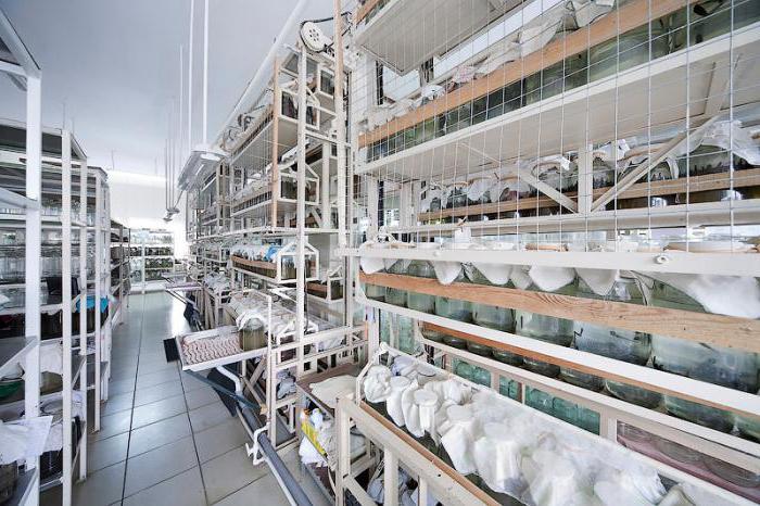 breeding leeches at home