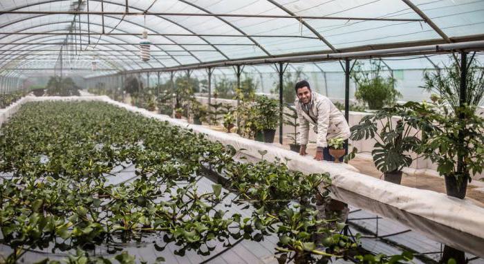 breeding medical leeches as a business