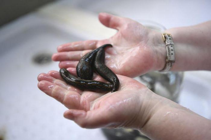 breeding leeches as a business