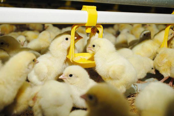 Minister of Agriculture of the Chelyabinsk Region