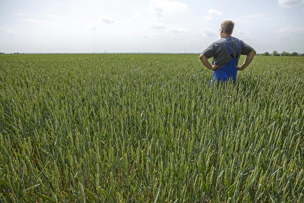 A man in the middle of a wheat field