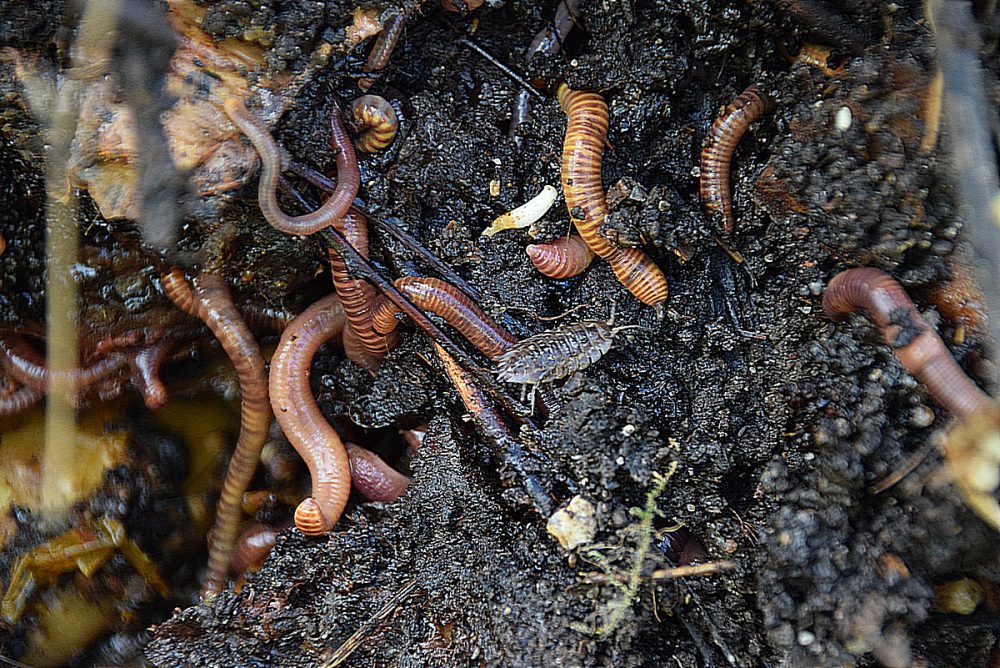 Worms in the soil