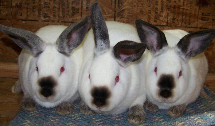 Californian rabbits