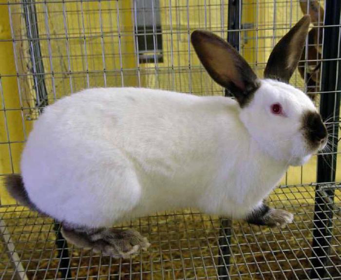 Californian Rabbit Content