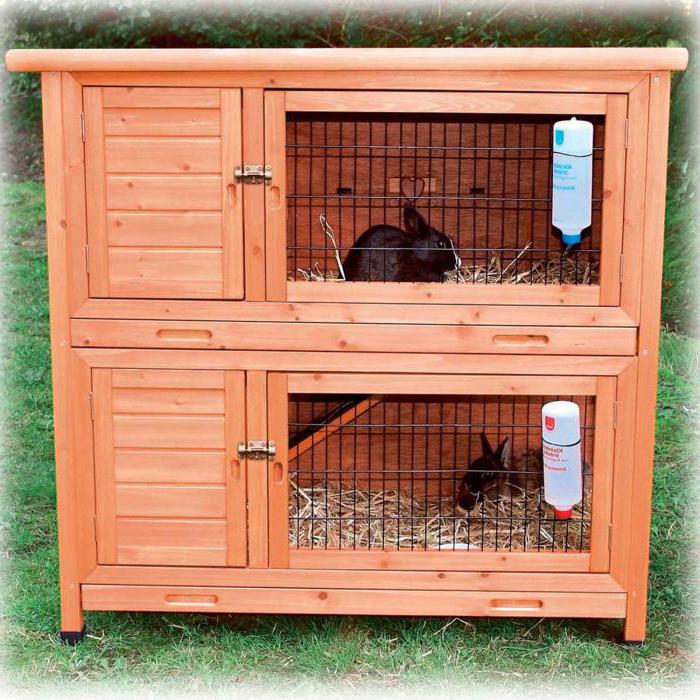 California rabbit feature