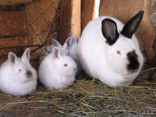 California Rabbit Size