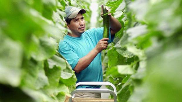 notice to the employee on termination of the fixed-term employment contract