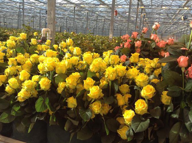 growing roses in Russia