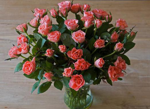 growing roses for sale