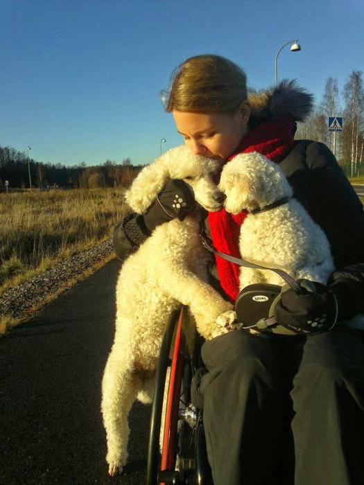 job quotas for disabled people