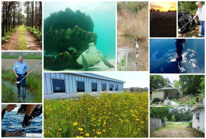 subjects and objects of environmental rights