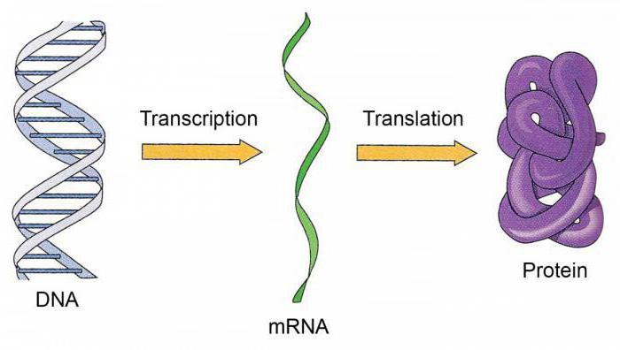 evidence of the genetic role of dna and rna