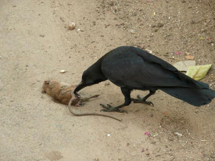 destruction and disposal of biological waste