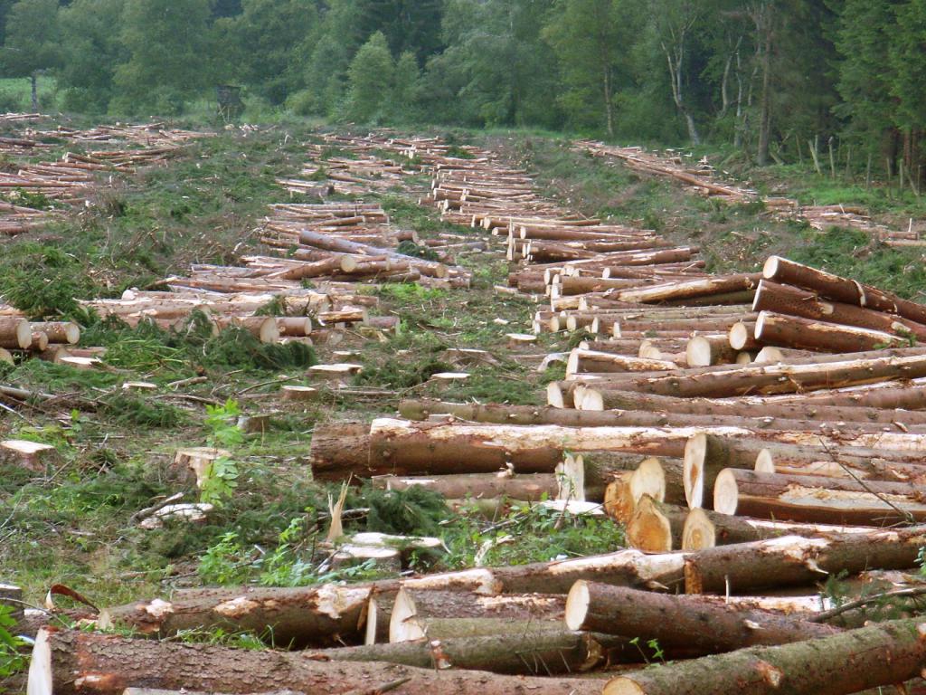 illegal logging