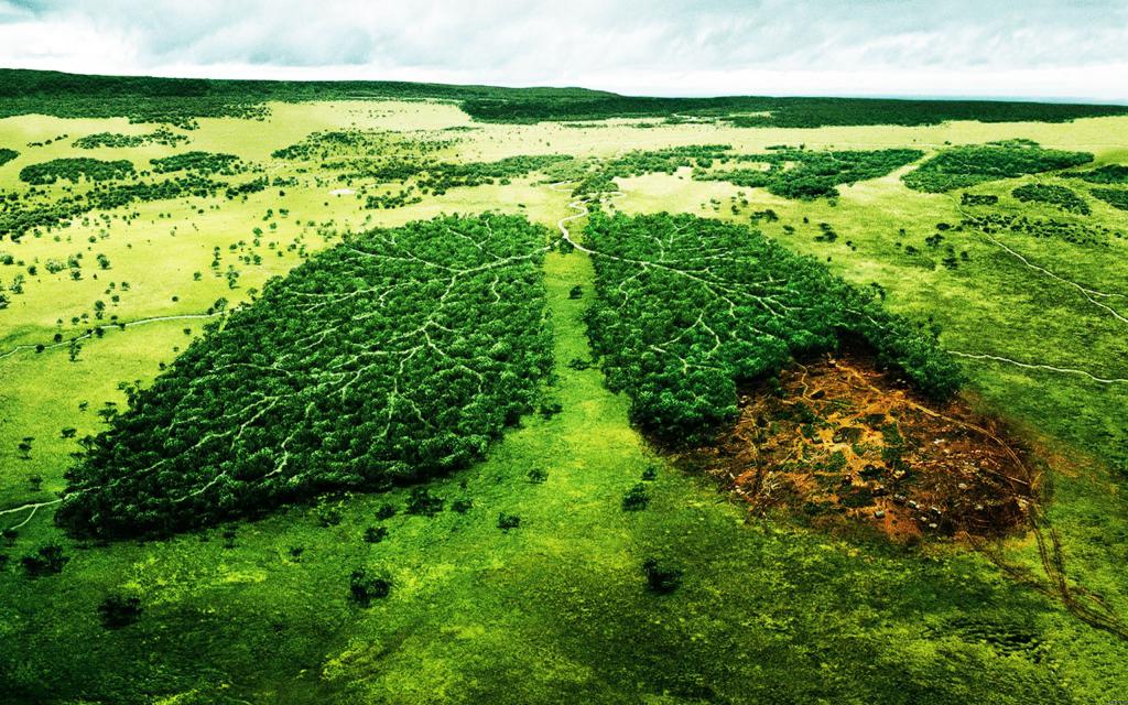 facts about deforestation in Russia