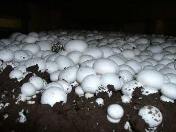 how to grow mushrooms at home