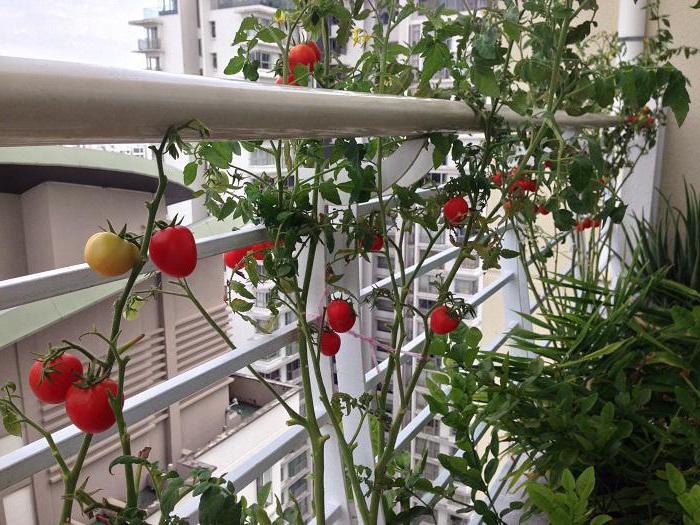 how to grow tomatoes at home on the windowsill
