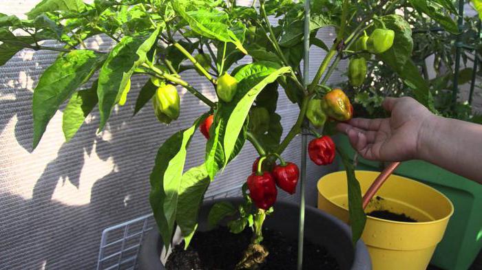 how to grow pepper at home