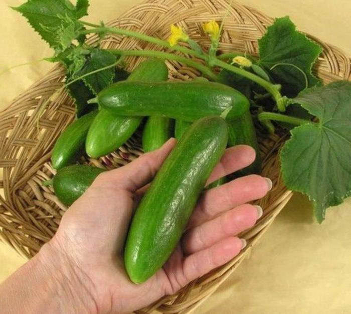 how to grow cucumbers at home
