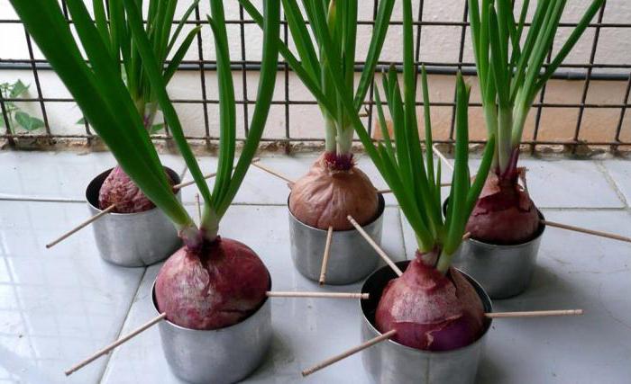 how to grow onions at home