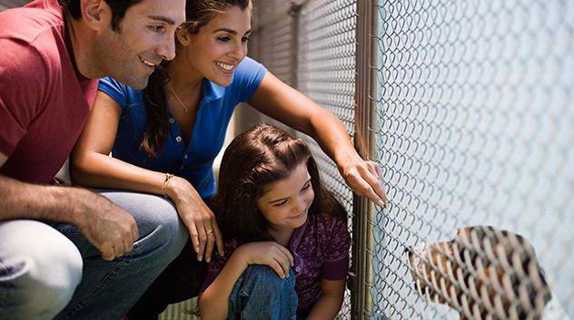 how to open a shelter for animals in Russia