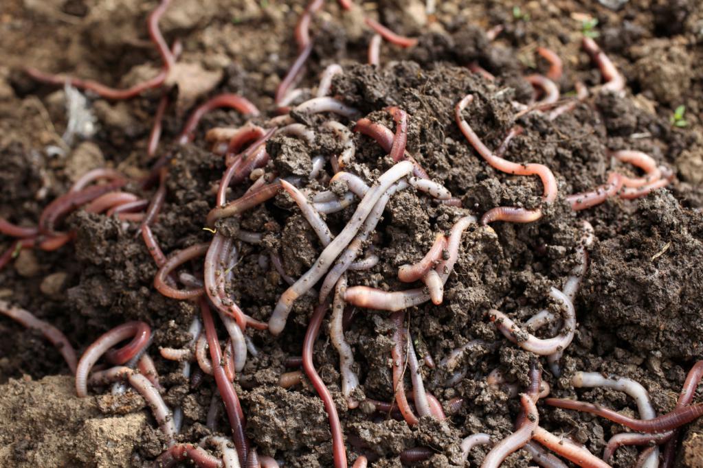 earthworms