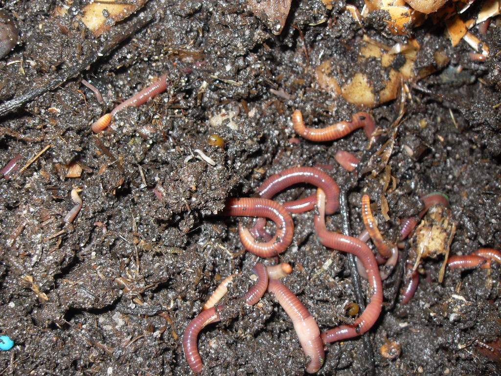 california worms
