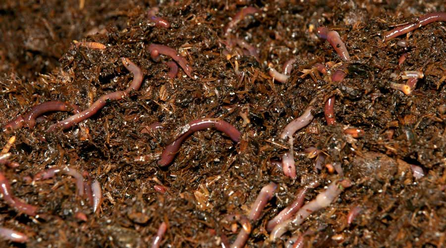 worm breeding