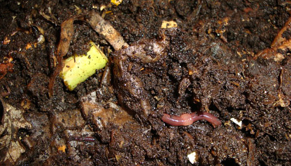 a place for breeding worms