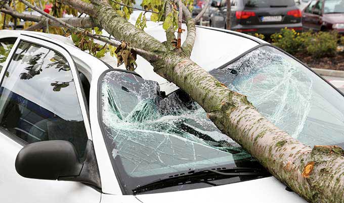 tree fell on a car