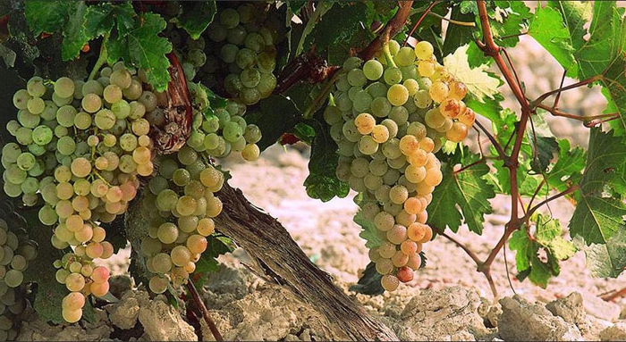 cognac production technology