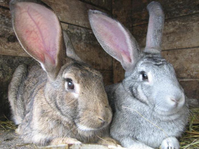 rabbit meat marketing