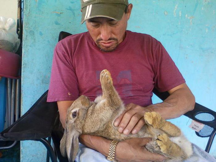 rabbits breeding rearing feeding