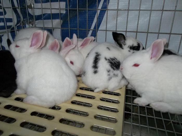 rabbits for sale