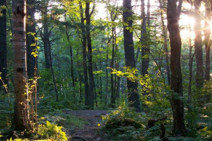 business on wood how to organize