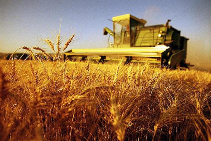 receiving a grant for the development of agriculture to a novice farmer