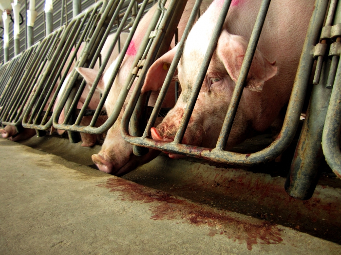 pig breeding as a small business