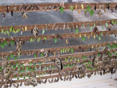 butterfly breeding